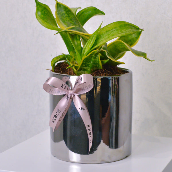 Snake Plant - Small - KKOCH
