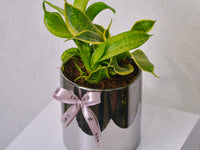 Snake Plant - Small - KKOCH