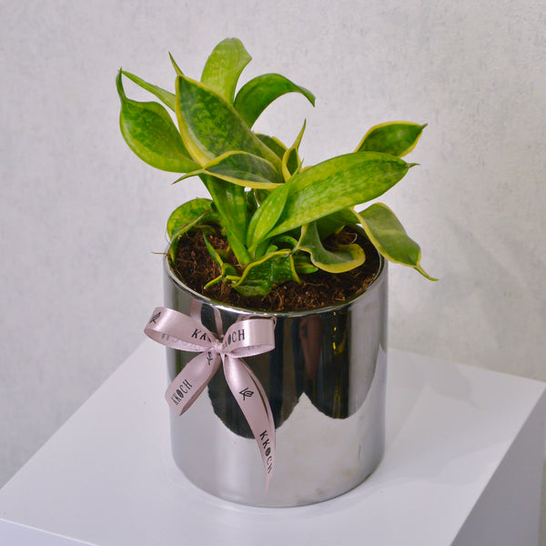 Snake Plant - Small - KKOCH