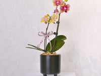 Orchid - KKOCH