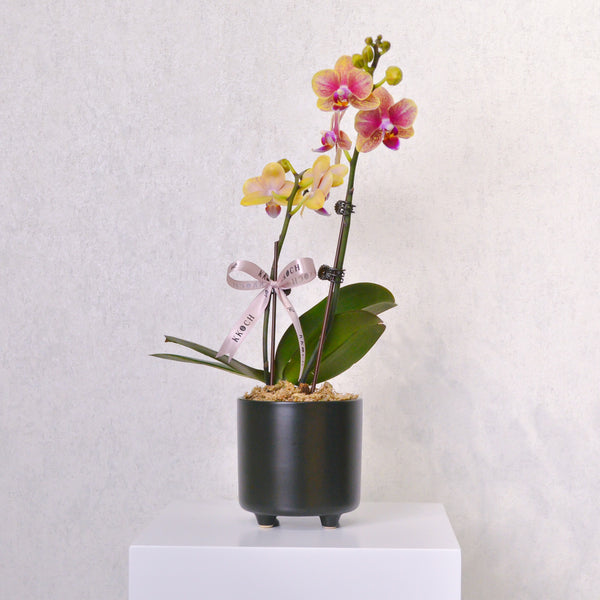 Orchid - KKOCH
