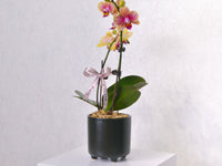 Orchid - KKOCH