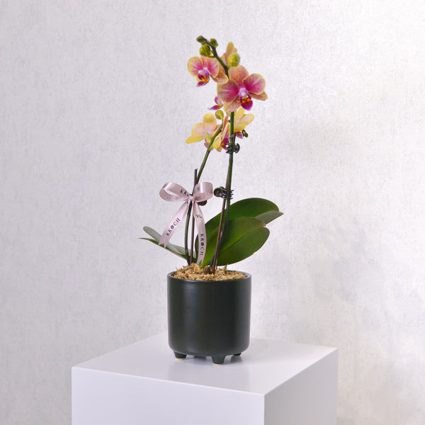 Orchid - KKOCH