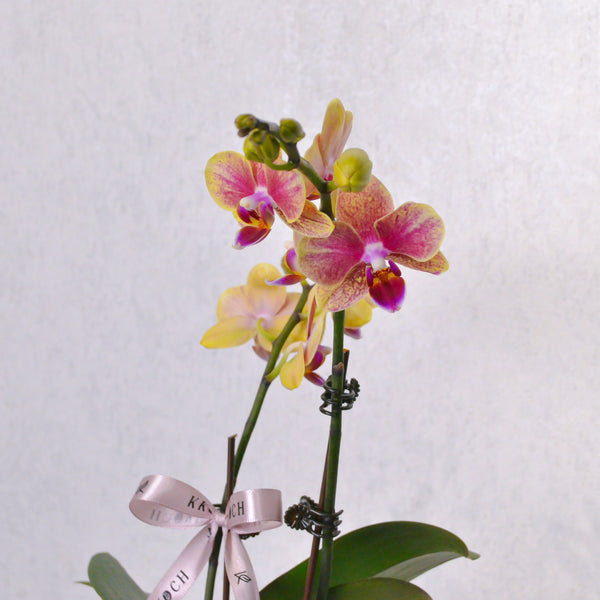 Orchid - KKOCH