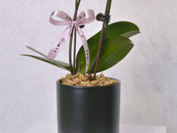 Orchid - KKOCH