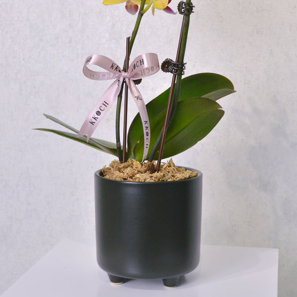 Orchid - KKOCH