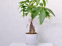 Money Tree - KKOCH