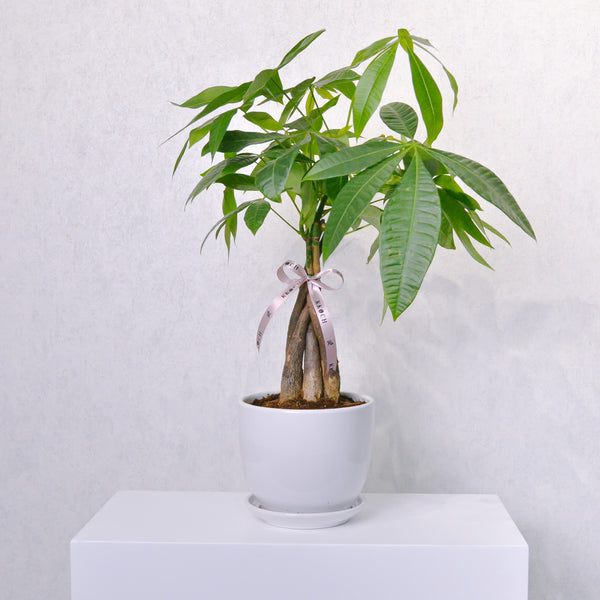 Money Tree - KKOCH