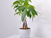 Money Tree - KKOCH