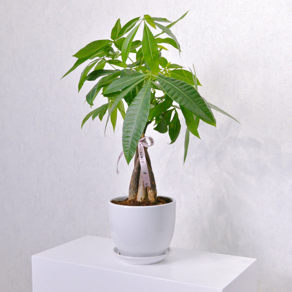 Money Tree - KKOCH
