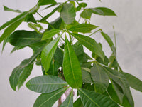 Money Tree - KKOCH