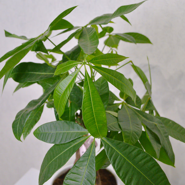 Money Tree - KKOCH