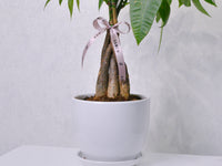 Money Tree - KKOCH