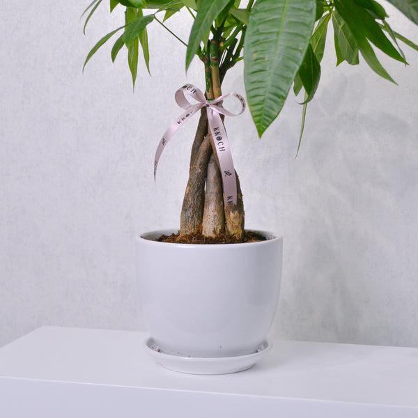 Money Tree - KKOCH
