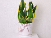 Snake Plant - Medium - KKOCH