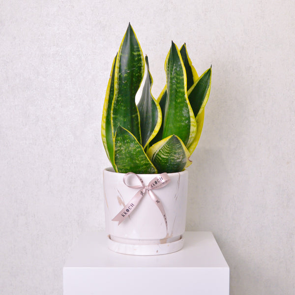 Snake Plant - Medium - KKOCH