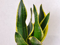 Snake Plant - Medium - KKOCH