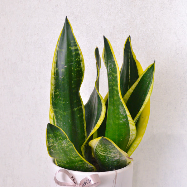 Snake Plant - Medium - KKOCH