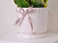 Snake Plant - Medium - KKOCH