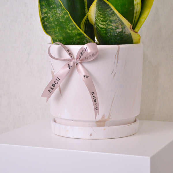 Snake Plant - Medium - KKOCH