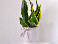 Snake Plant - Medium - KKOCH