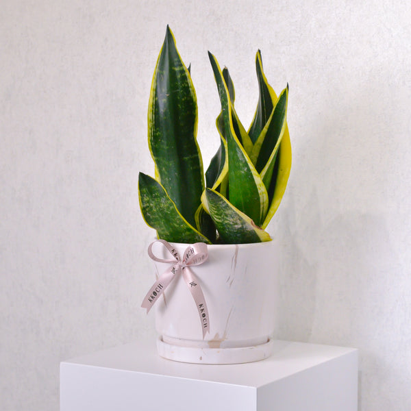 Snake Plant - Medium - KKOCH