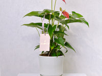 Anthurium - KKOCH