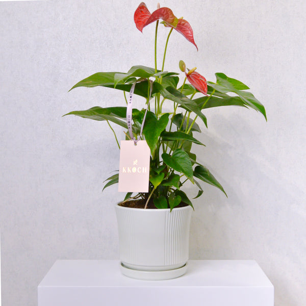 Anthurium - KKOCH