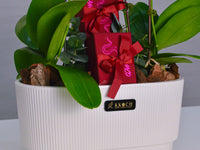 Orchid Delight