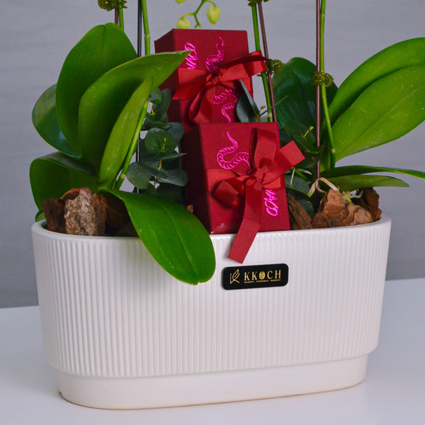 Orchid Delight