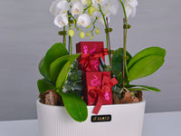 Orchid Delight