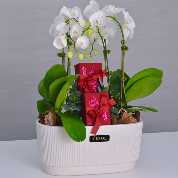 Orchid Delight