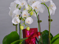 Orchid Delight