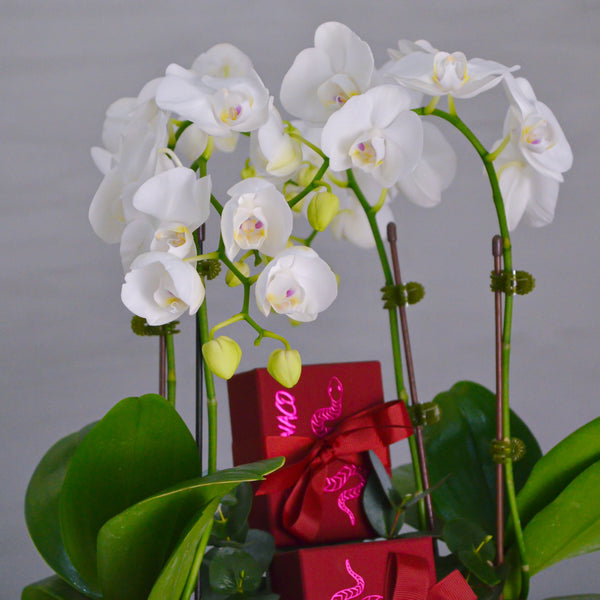 Orchid Delight