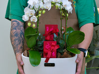 Orchid Delight