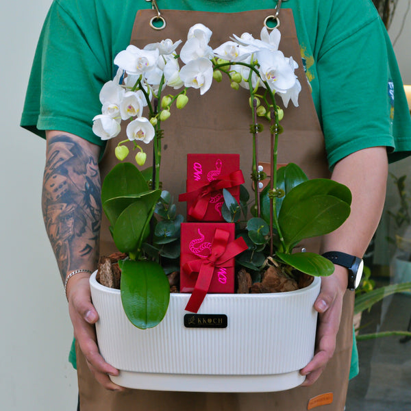 Orchid Delight