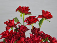 Crimson Charm - Vase
